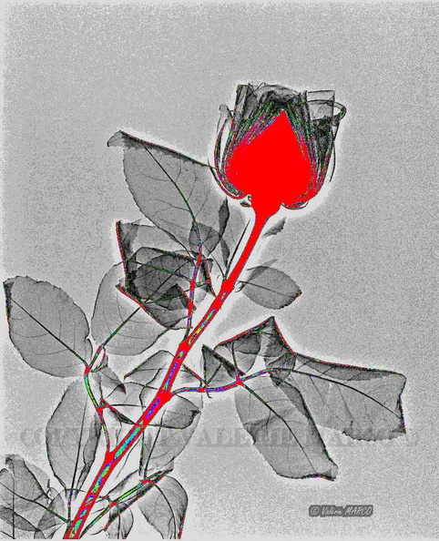Rose RX. inversée revisitée.jpg