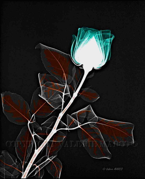 Rose bleue et feuilles orangées sur fond noir.jpg