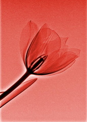 La tulipe rouge