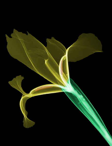 Iris tricolore gros plan.JPG