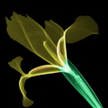 Iris tricolore gros plan.JPG