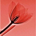 La tulipe rouge (Large)