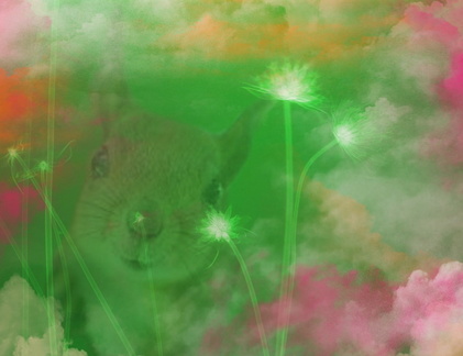 où sont mes noisettes